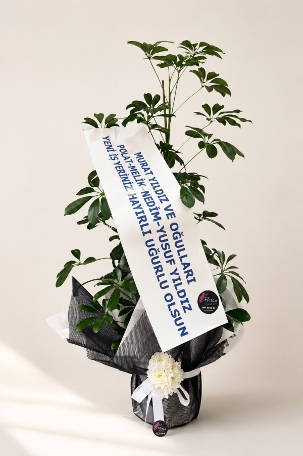 SCHEFFLERA