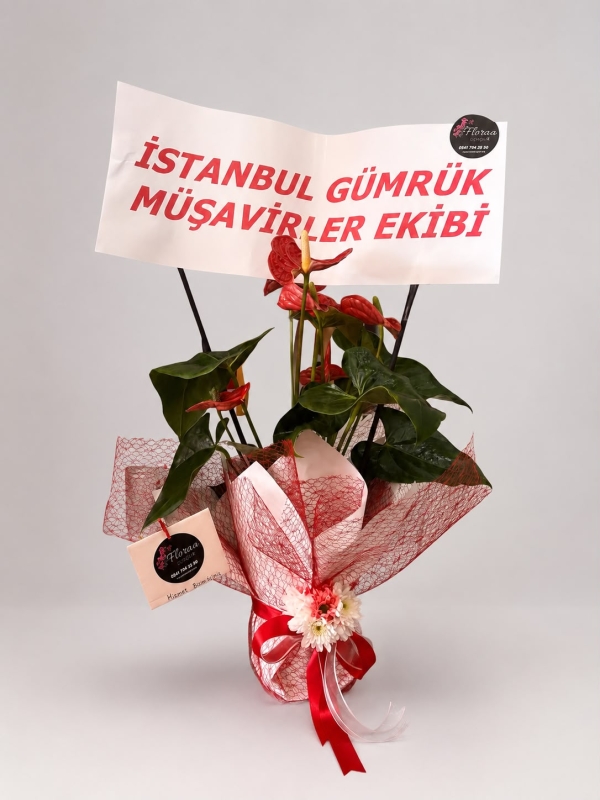 SAKSIDA BÜYÜK KIRMIZI ANTORYUM