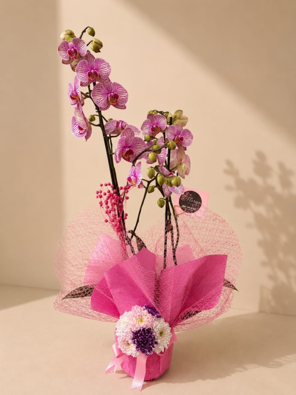 ÇİFT DAL PEMBE ORKİDE