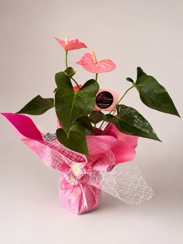 PEMBE ANTORYUM