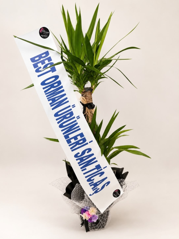 3'LÜ YUCCA